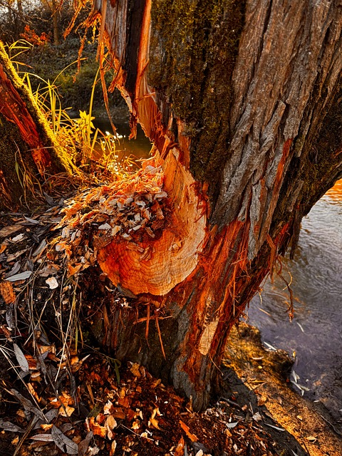 Free Beaver Nature photo and picture