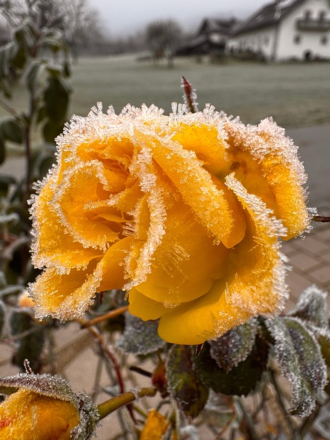 Free Rose Winter photo and picture