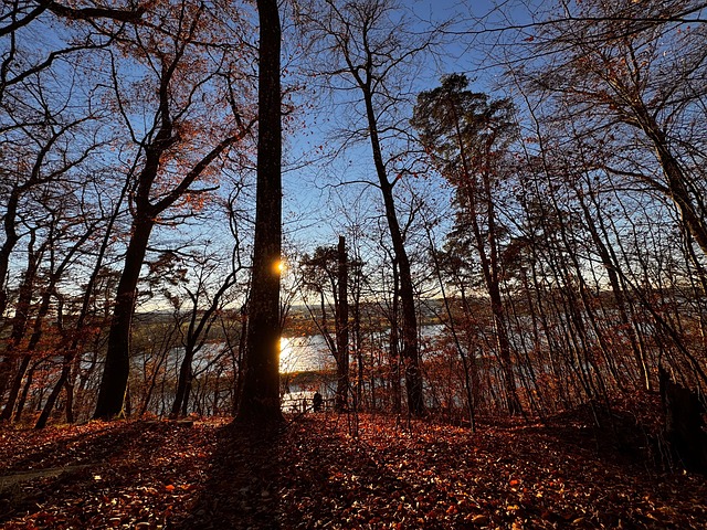 Free Trees Sun photo and picture