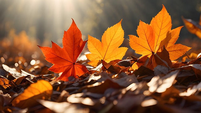 Free leaves autumn nature illustration