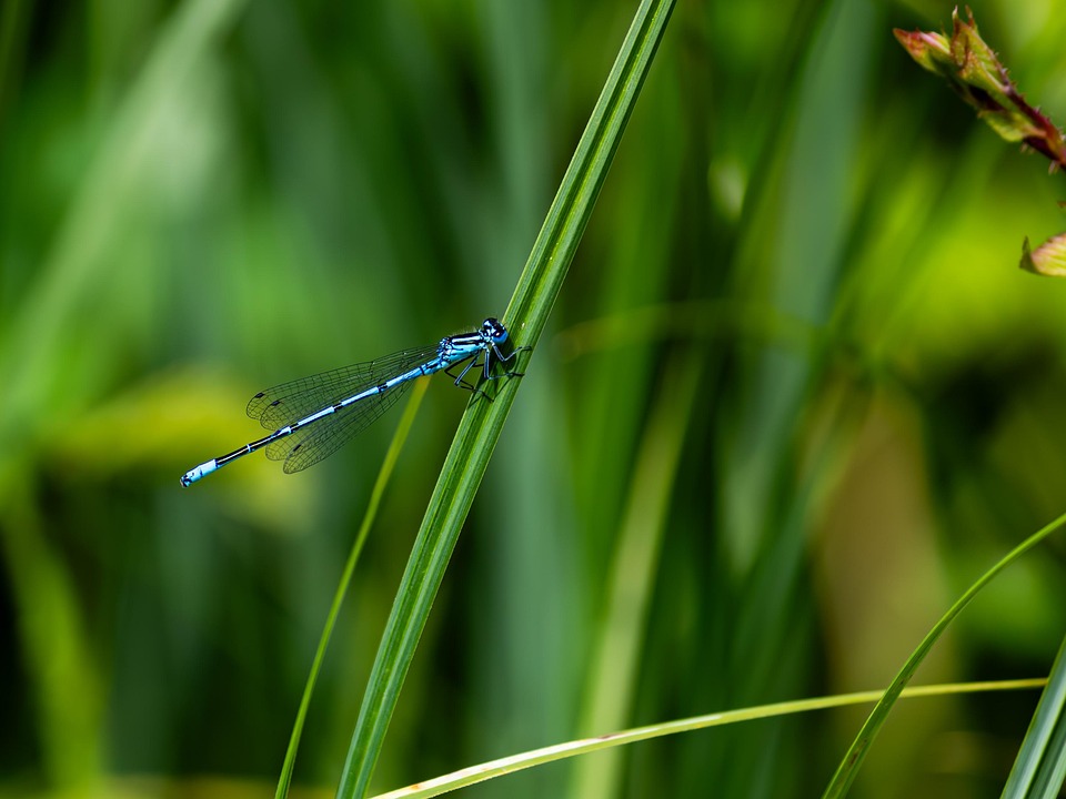 Dragonfly Insect Green Grass Wild - Free photo on Pixabay