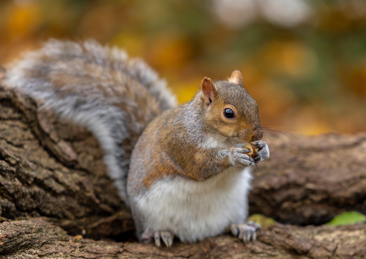 Squirrel Rodent Animal Free photo on Pixabay