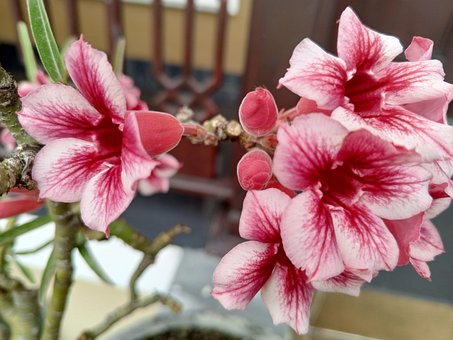 Free Flower Midday photo and picture