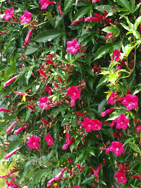 Free Flower Blossom photo and picture