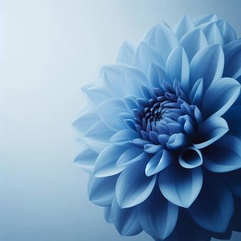 Free Dahlia Indigo illustration and picture