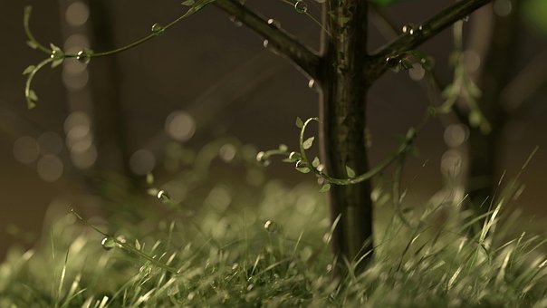 Planter, Potteplanter, 氛围, 小草, 水珠, 景深