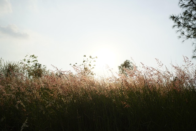 Free Contrast Grass Hill photo and picture