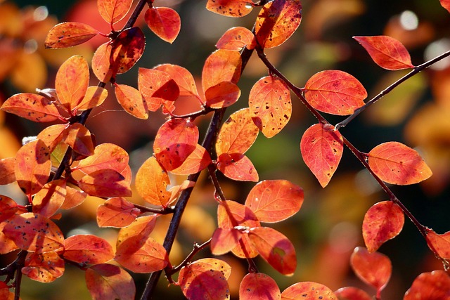 Free Cotoneaster Red Leaves photo and picture