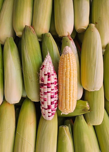 Free corn harvest agriculture illustration