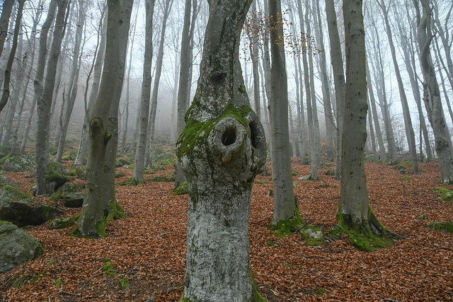 Free Forest Fall photo and picture