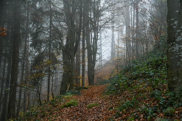 Free Forest Fog photo and picture