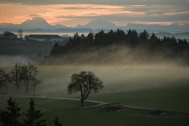 Free Trees Mist photo and picture