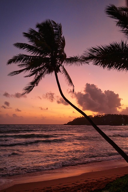 Sri Lanka, Natur, Palmer, Hav, Strand