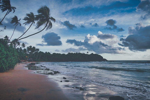 Sri Lanka, Strand, Palmer, Natur, Sommer