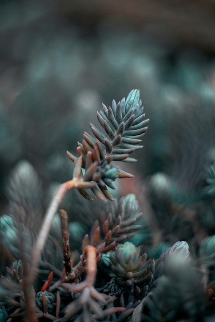Bloemen, Bloem Behang, Planten, Sappig