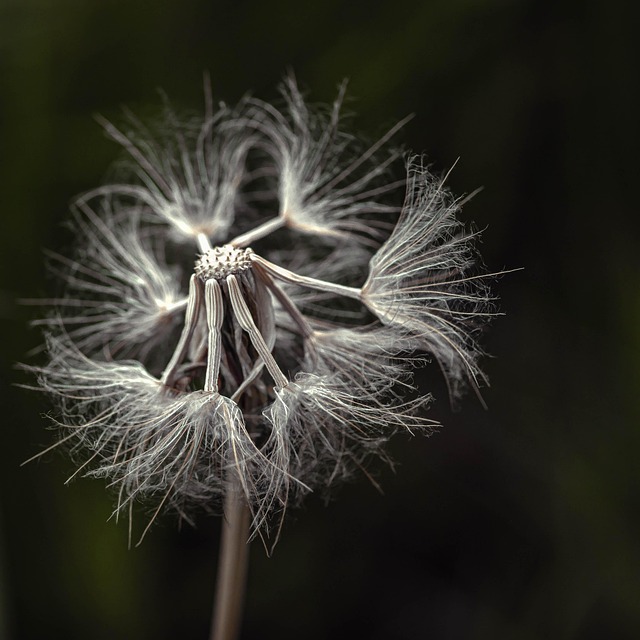 Download free HD stock image of Dandelion Seeds Free dandelion seeds plant illustration