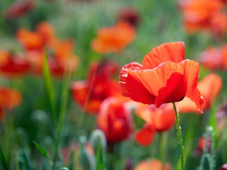 Valmue, Blomster, Plante, Kronblad