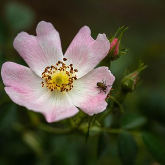 Markrose, Blomst Baggrund, Flora