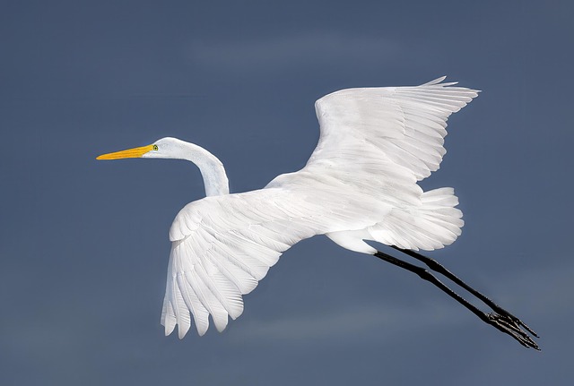 Reiher, Tier, Vogel, Tierwelt, Fliegend