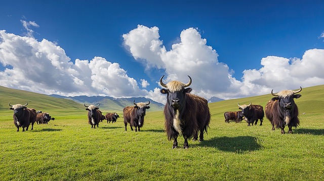 Free hill pasture german illustration