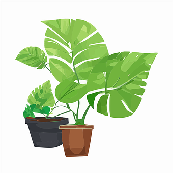 Pflanze, Monstera, Blätter, Design