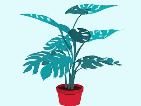 Pflanze, Monstera, Natur, Blätter