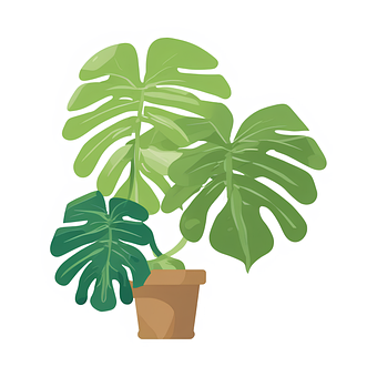 Monstera, Blätter, Natur, Laub, Boho