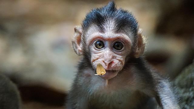 Free Monkey Nature photo and picture