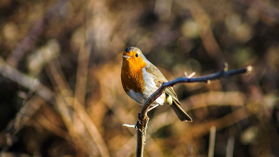 Robin Bird Nature - Free photo on Pixabay
