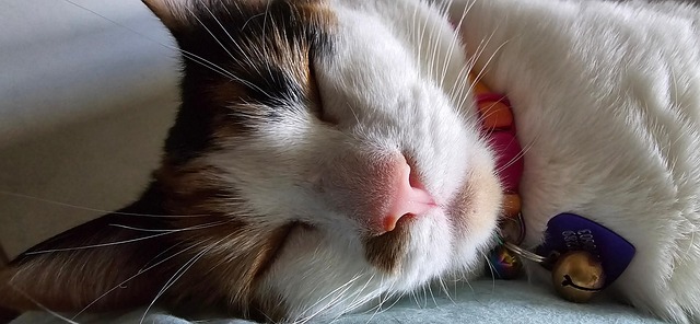 Free Cat Meow photo and picture