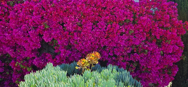 Free Bougainvillea Nature photo and picture