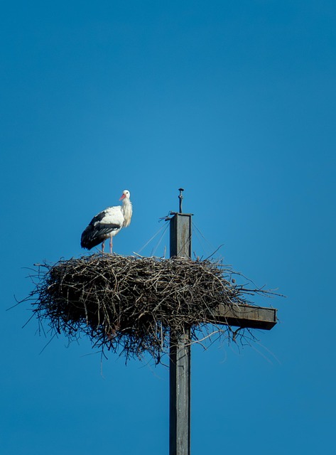 Stork, Kryds, Rede, Fugl, Forår