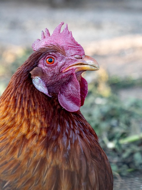 Pollo, Aves De Corral, Gallina