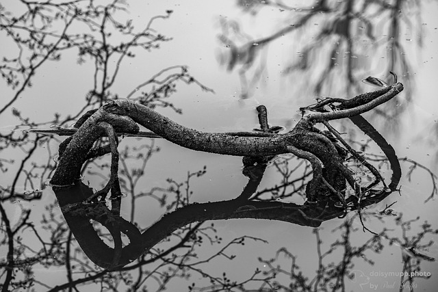 Invierno, B W, Belleza En La Naturaleza