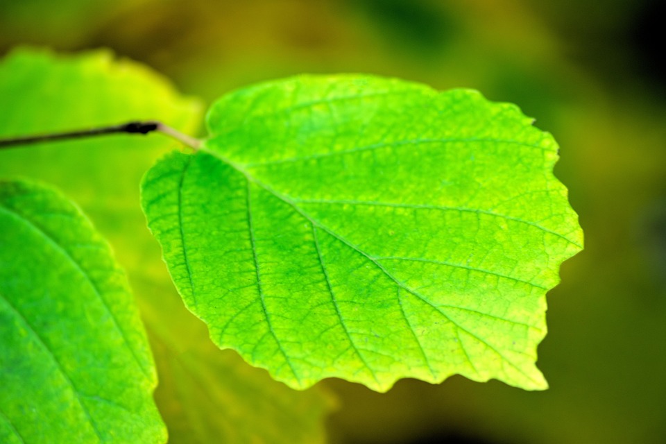 Nature Leaf Plant - Free photo on Pixabay