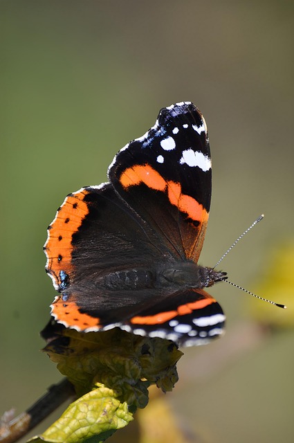 Free Butterfly Insect photo and picture
