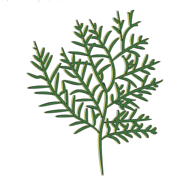 Free pine green nature illustration