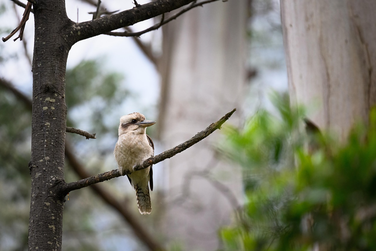 Laughing Kookaburra - Free photo on Pixabay