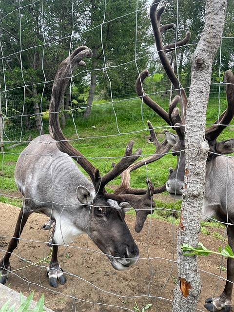 Free Reindeer Christmas photo and picture