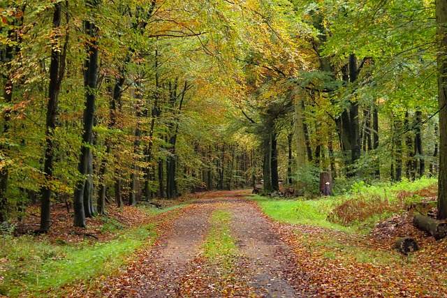 Herbst, Wald, Landschaft, Blätter, Laub