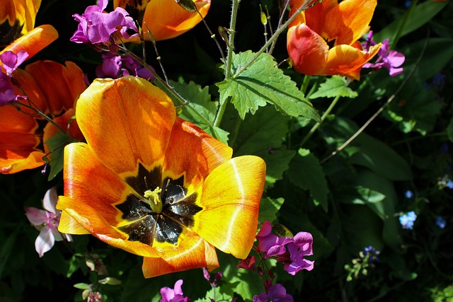 Tulpe, Blume, Blumentapete, Flora, Blüte