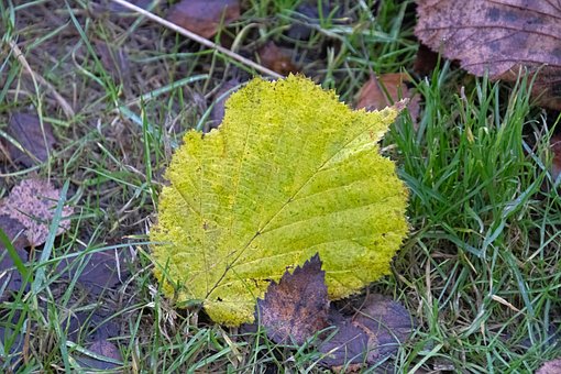 Free Leaves Nature photo and picture