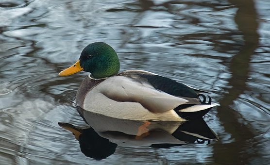 Free Bird Gray Duck photo and picture