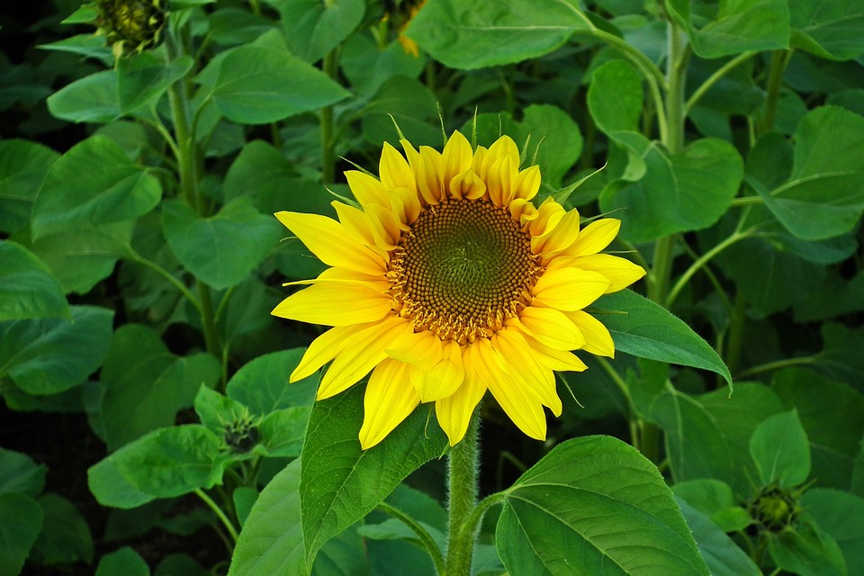 Sunflower Yellow Flower - Free photo on Pixabay