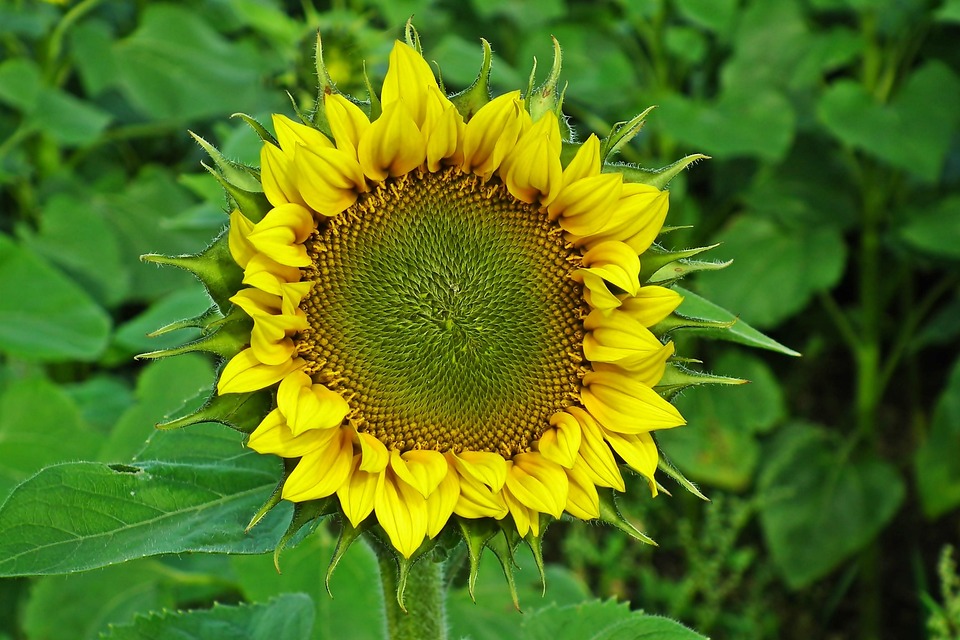 Sunflower Flower Plant Yellow - Free photo on Pixabay