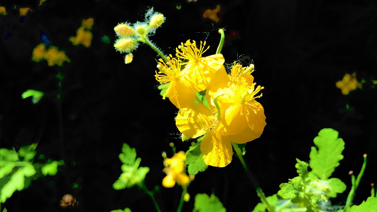 Coptis Chinensis Natural Wild - Free photo on Pixabay