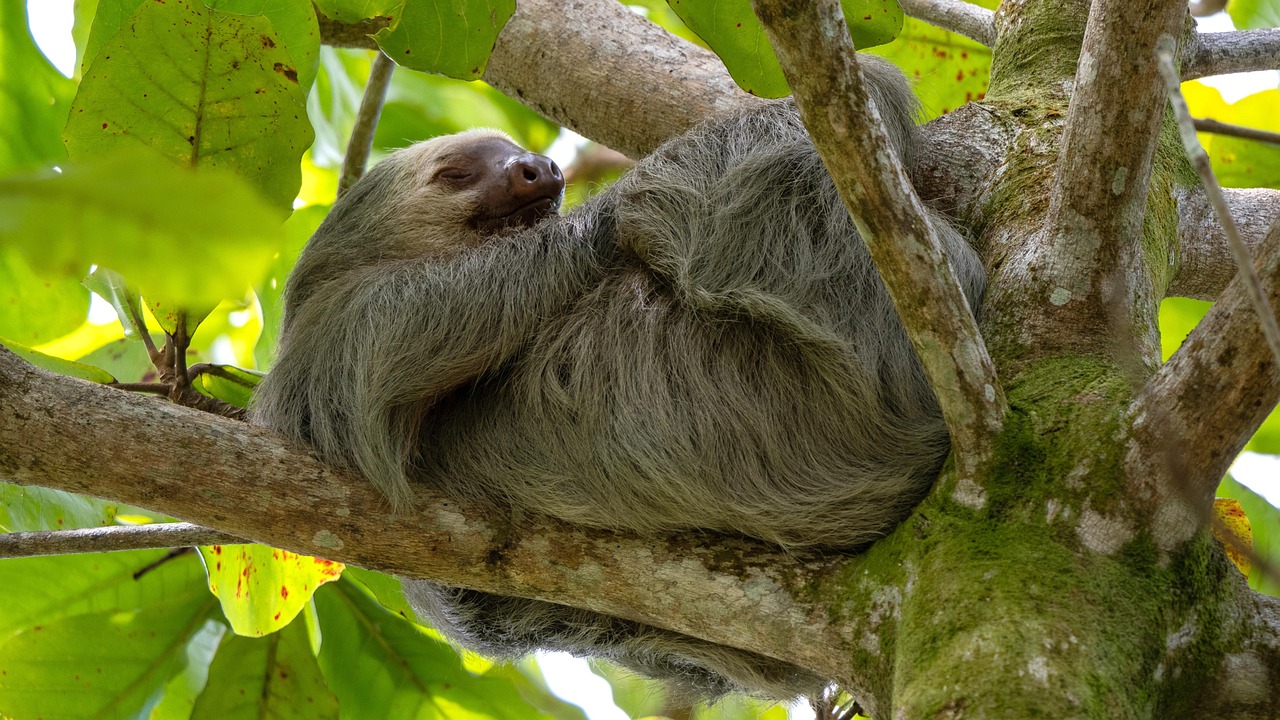 Sloth Animal Mammal - Free photo on Pixabay