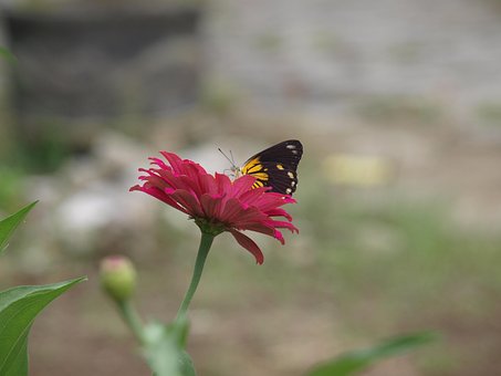 Free Butterfly Nature photo and picture