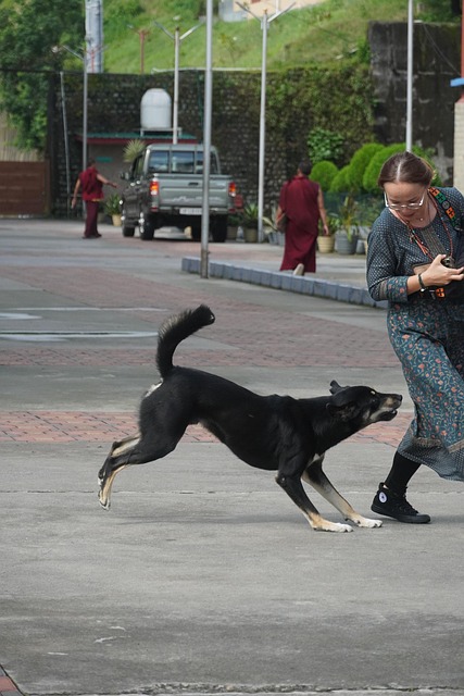 Free Dog Animal photo and picture