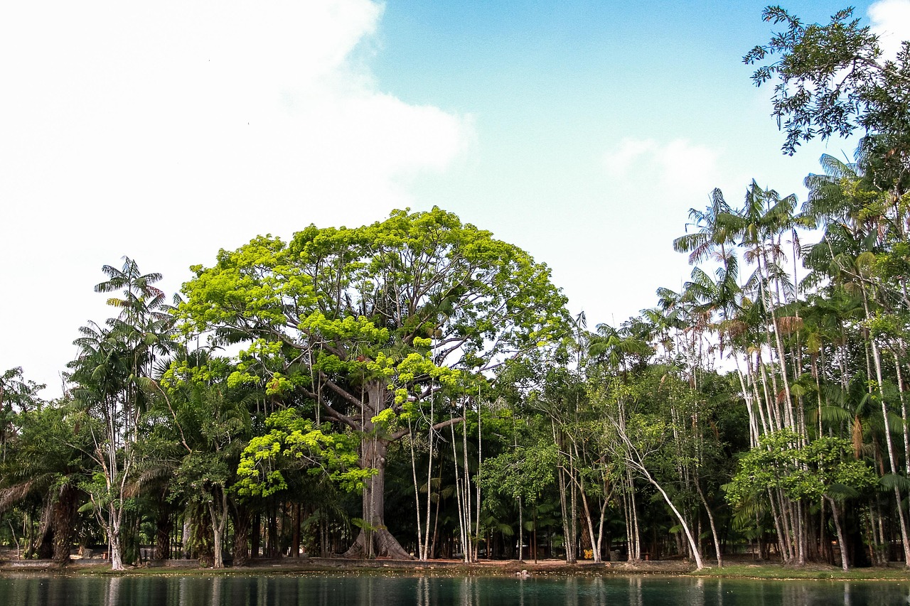 43 Trees Tree Nature Plant - Free photo on Pixabay